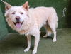 adoptable Dog in  named DOLCE
