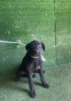 adoptable Dog in  named MARMADUKE