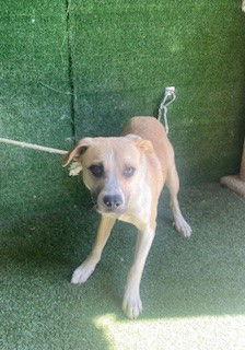 adoptable Dog in Lancaster, CA named WIMPY