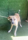 adoptable Dog in  named WIMPY