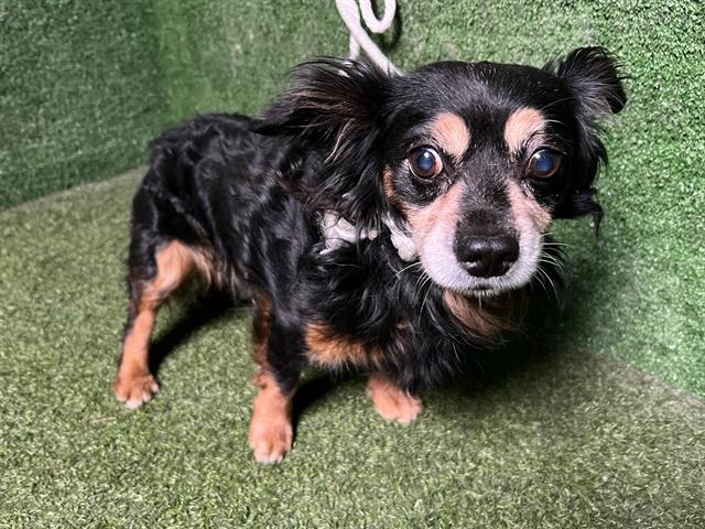 adoptable Dog in Lancaster, CA named MUTTNICK
