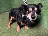 adoptable Dog in  named MUTTNICK