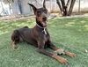 adoptable Dog in  named LULA