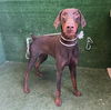 adoptable Dog in  named CHUCO
