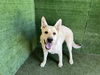 adoptable Dog in Lancaster, CA named BRYAN