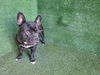 adoptable Dog in Lancaster, CA named APOLLO