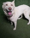 adoptable Dog in  named SPLASH