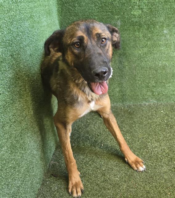 adoptable Dog in Lancaster, CA named LYRA