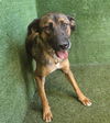 adoptable Dog in Lancaster, CA named LYRA