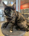 adoptable Cat in Lancaster, CA named AMY