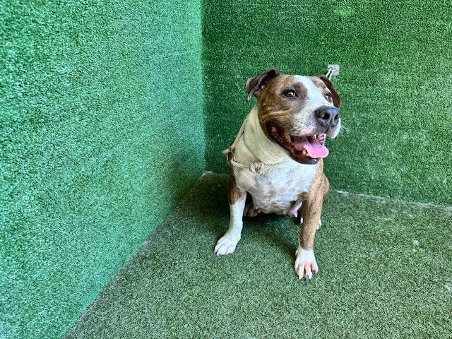 adoptable Dog in Lancaster, CA named PENNY