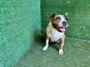 adoptable Dog in Lancaster, CA named PENNY