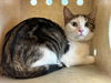 adoptable Cat in  named CANDY