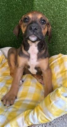 adoptable Dog in Lancaster, CA named FRANNIE