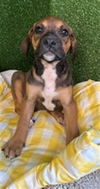 adoptable Dog in  named FRANNIE