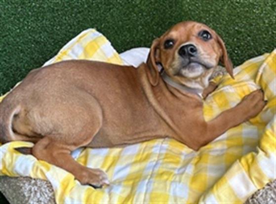 adoptable Dog in Lancaster, CA named MUNROE