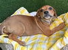 adoptable Dog in  named MUNROE