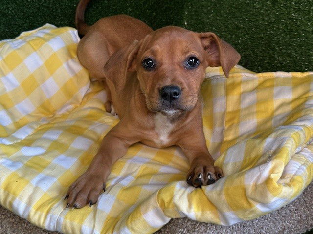 adoptable Dog in Lancaster, CA named LYDIA