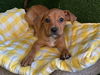 adoptable Dog in  named LYDIA