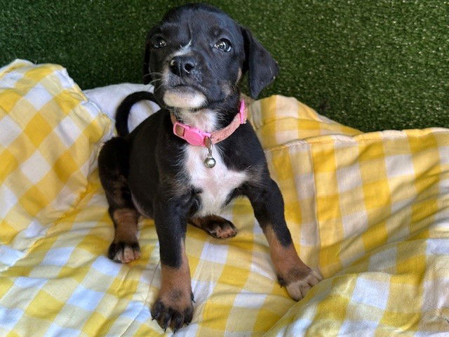 adoptable Dog in Lancaster, CA named JEANINE