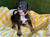 adoptable Dog in  named JEANINE