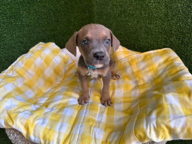 adoptable Dog in Lancaster, CA named CARSON