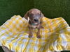 adoptable Dog in  named CARSON