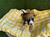 adoptable Dog in  named SHERMAN