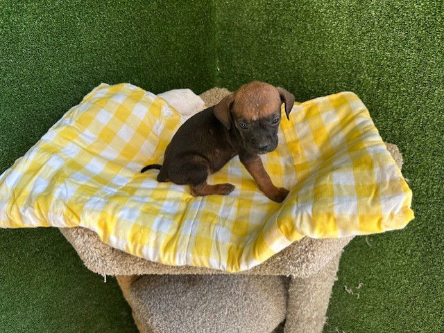 adoptable Dog in Lancaster, CA named CHARLEIGH