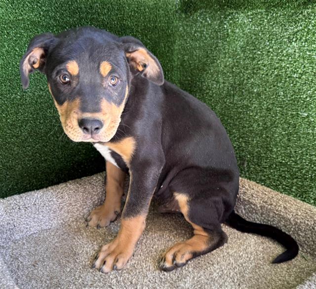 adoptable Dog in Lancaster, CA named SAMUEL