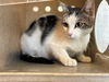 adoptable Cat in  named SAGE