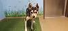adoptable Dog in  named SANCHO
