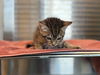 adoptable Cat in  named TAFFY