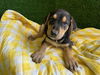 adoptable Dog in  named CLEMENT