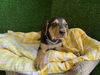 adoptable Dog in  named DOROTHY