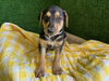 adoptable Dog in  named ANSON