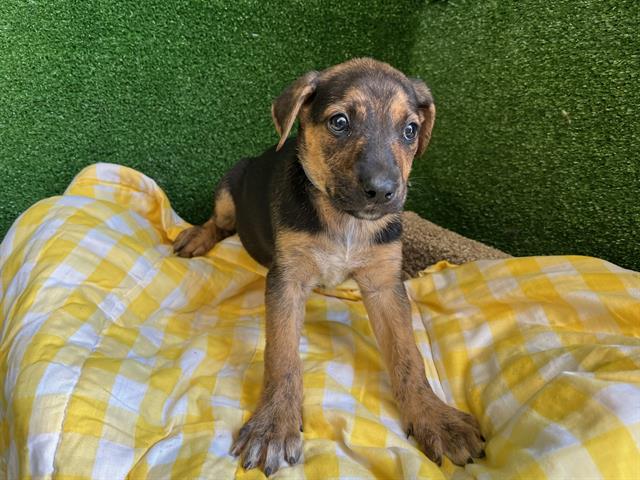 adoptable Dog in Lancaster, CA named SHAVONNE