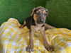 adoptable Dog in  named SHAVONNE