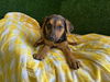 adoptable Dog in  named SANDY