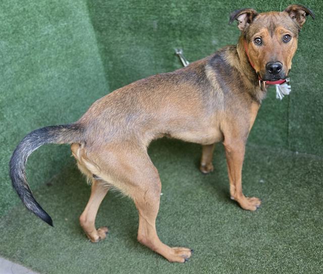 adoptable Dog in Lancaster, CA named OSO