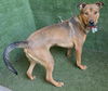 adoptable Dog in Lancaster, CA named OSO