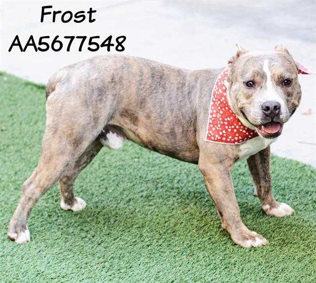 adoptable Dog in Lancaster, CA named FROST
