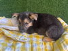 adoptable Dog in  named BUBBLES