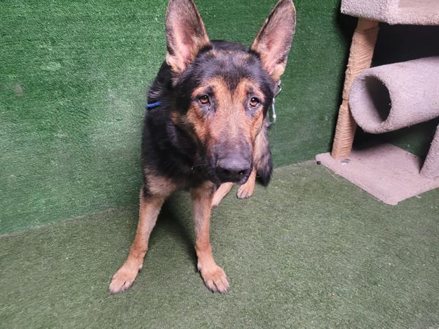 adoptable Dog in Lancaster, CA named MELON