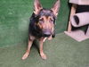 adoptable Dog in  named MELON