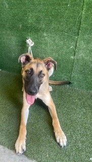 adoptable Dog in Lancaster, CA named HARPER