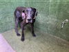 adoptable Dog in  named LILY