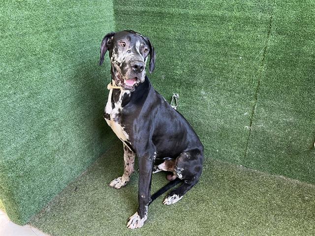 adoptable Dog in Lancaster, CA named DUKE