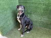 adoptable Dog in  named DUKE