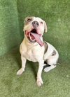 adoptable Dog in Lancaster, CA named BRIGETTE
